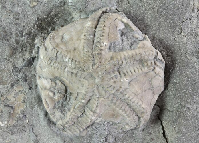 Edrioasteroid (Edriophrus) Fossil - Brechin, Ontario #68341